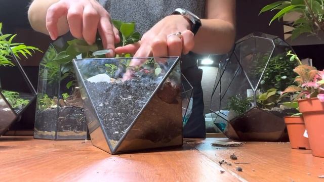 Полив лиственных во флорариуме. Нюансы @florarium_flo смотреть онлайн