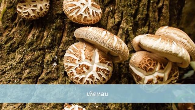 สมุนไพรไทย เห็ดหอม Lentinula edodes смотреть онлайн