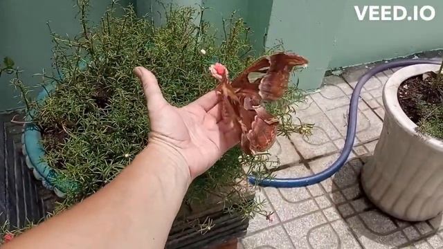 Знакомство с бабочкой смотреть онлайн