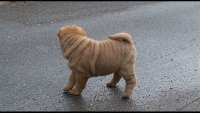 reality show - sharpei puppy смотреть онлайн