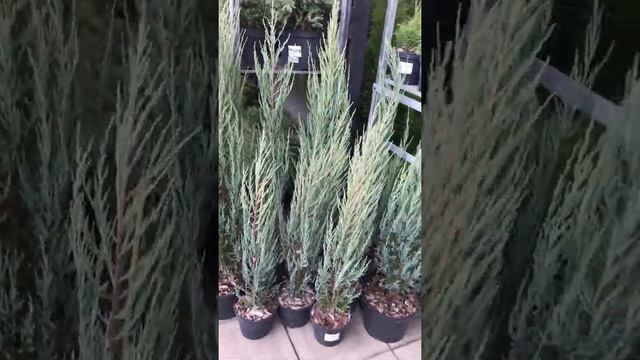 Можжевельник скальный Blue Arrow (Блю Ароу) смотреть онлайн