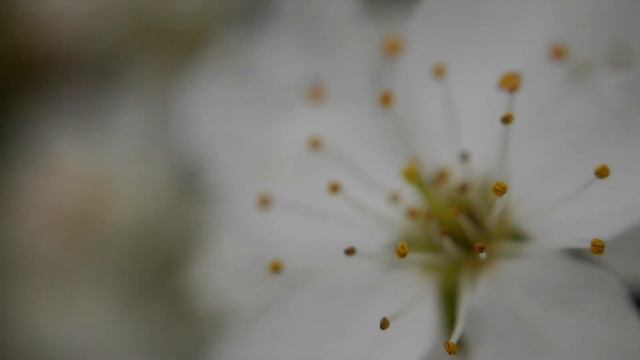 macro 3 lumix gf6 смотреть онлайн