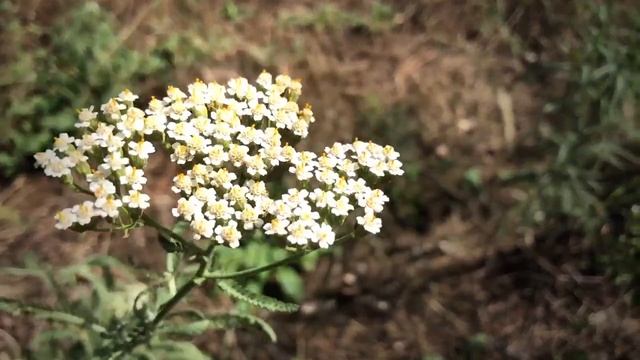 Макс Видишев и трех основных стилях тувинского горлового пения. смотреть онлайн