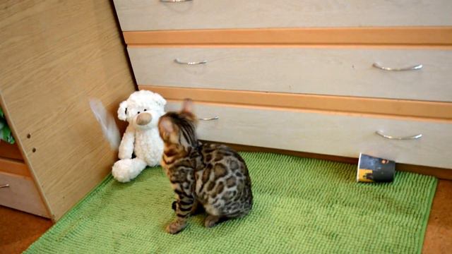 Бенгальский кот