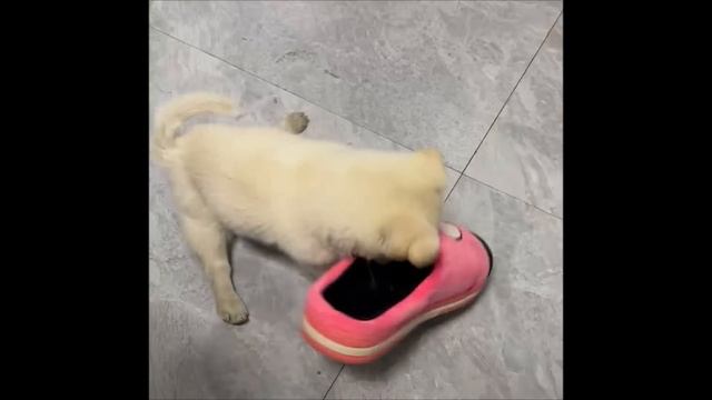 Homeless lame puppy begs for food, lady gives him a home and a dream trip смотреть онлайн