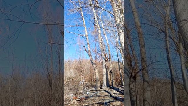 Дятел питается... смотреть онлайн