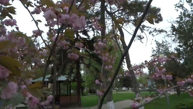 Сакура цветёт в Анапе 21.04.2017 смотреть онлайн