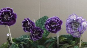 Почва для глоксиний.