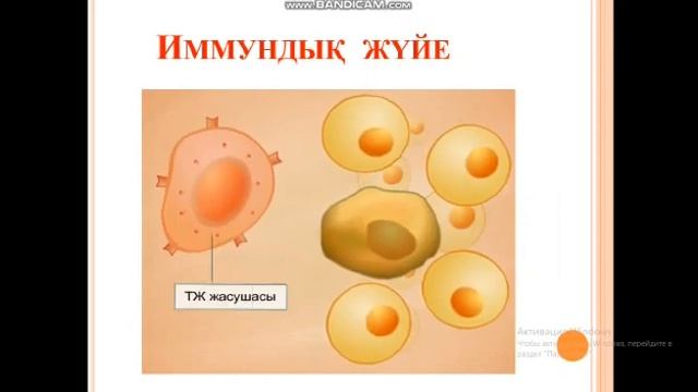 Ауру тудыратын бактериялармен куресу тәсілдері. 7 сынып смотреть онлайн