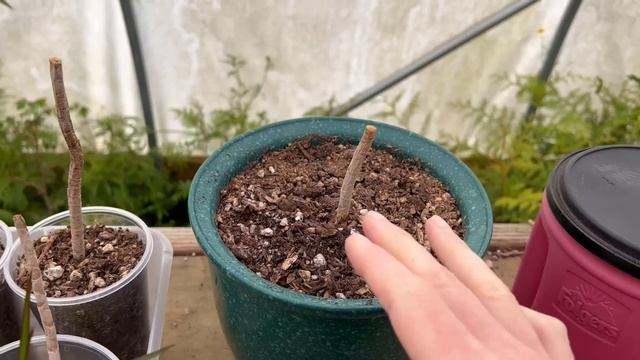 How to Grow Dracaena Plant from Cuttings | Dragon Tree Propagation смотреть онлайн