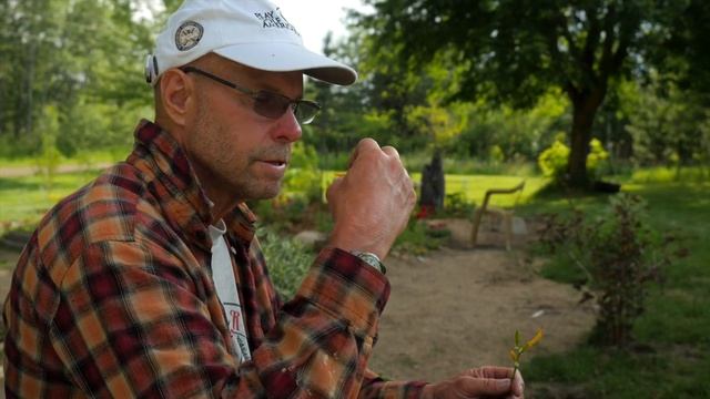 You can eat Stella D'oro Daylily flowers смотреть онлайн