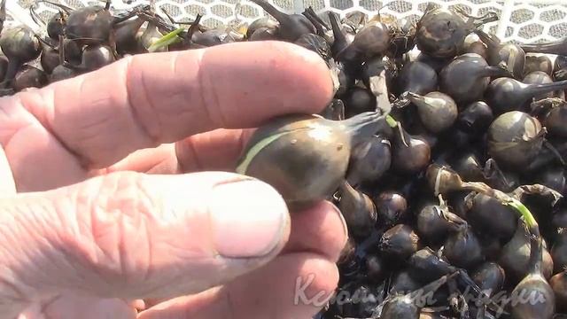 ПОСЕВ МОРКОВИ ПОСАДКА ЛУКА СЕВКА смотреть онлайн