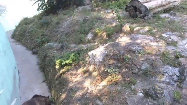 Медведь в зоопарке, г. Варна смотреть онлайн