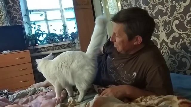 Самый красивый необычный глухой белый кот смотреть онлайн