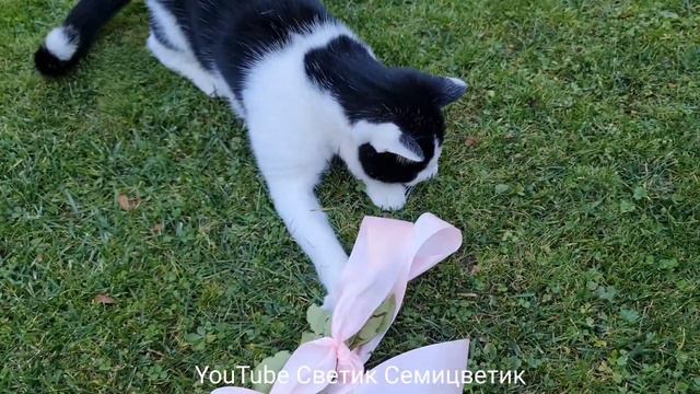 Кот играет с бантиком Милый котик очень любит играть Любите милые видео и приколы с котиками Позити смотреть онлайн