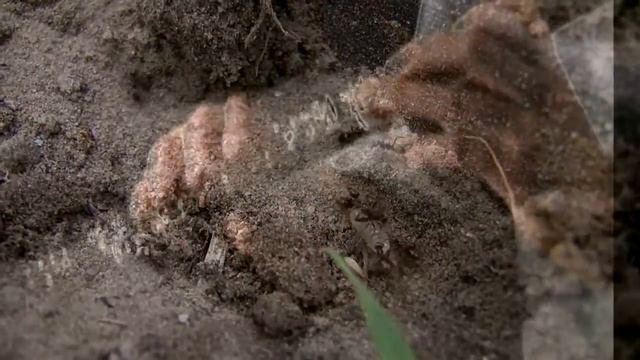 Fluitenkruid. Contrabas dwarsfluit смотреть онлайн