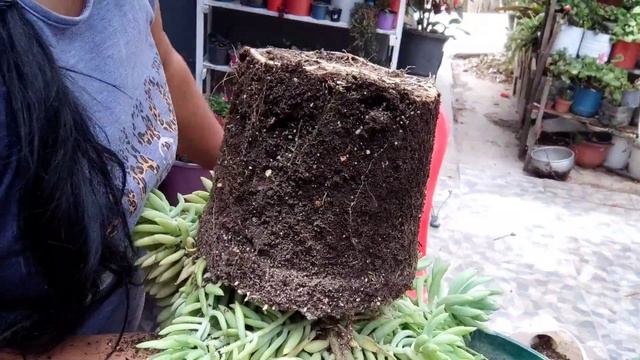 Cómo podar Echeveria pulvinata y cambio de maceta cola de borrego, смотреть онлайн