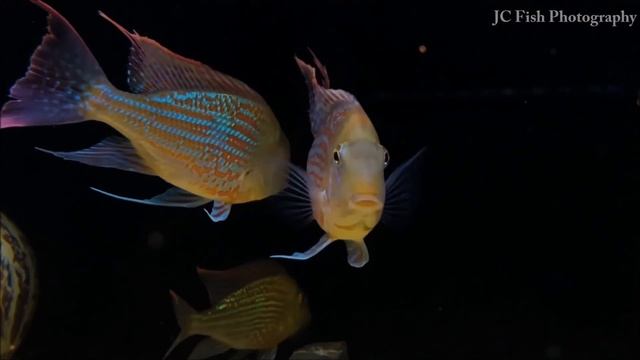 南美慈鯛 Geophagus sveni смотреть онлайн