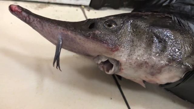 Рыба Пятигорска смотреть онлайн