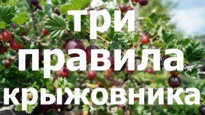 ПОМОГИ КРЫЖОВНИКУ после сбора урожая! Простые правила!