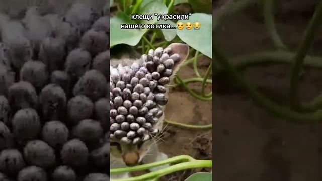 Клещи на котёнке смотреть онлайн