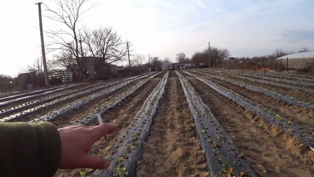 Узнай новое. Ряды сформированы. Садим рассаду клубники. Полезные советы. смотреть онлайн