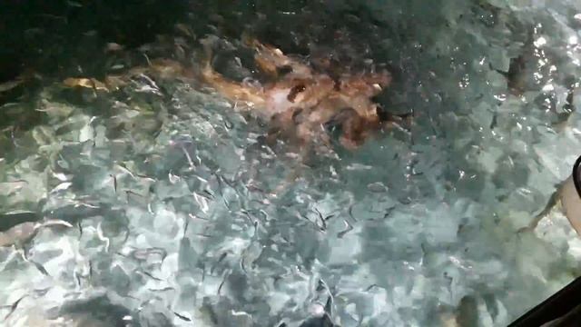 Кормление акул # Мальдивы смотреть онлайн