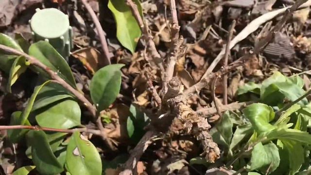 Pruning citrus and tropicals after light frost damage смотреть онлайн