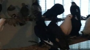 Армавирские короткоклювые бойные голуби. В гостях у Сергея Николаевича. г Армавир.