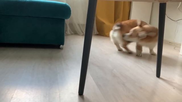 ДВЕ Собаки это ИДЕАЛЬНО? КАЙФУШКИ / Самый милый влог!)) смотреть онлайн