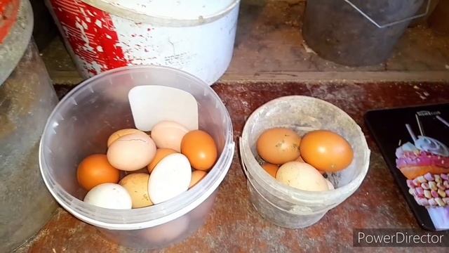 ✔Это нужно ,чтобы Куры несли Много Полезных Яиц!//5 Причин Мелкого яйца у кур несушек❗ смотреть онлайн