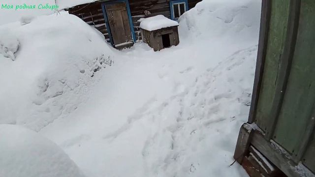 Гусак Гошка снова "пасется" на крыльце и не собирается уходить. Наш кот боится гусей! смотреть онлайн