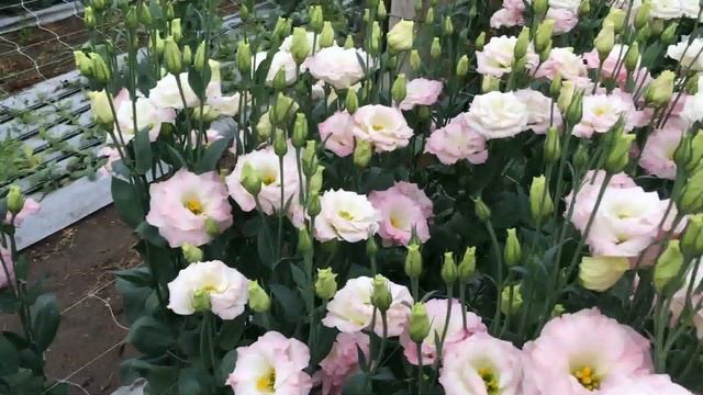 Эустома - что это и как растёт.Выращивание эустомы в домашних условиях.Китайская роза июль 2019 смотреть онлайн