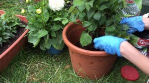 Георгины низкорослые вегетативные.Как ПОСАДИТЬ в горшки ?