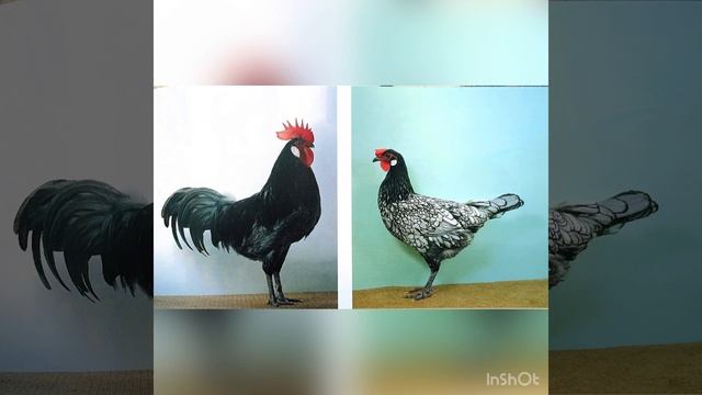 Андалузская курица. История и происхождение смотреть онлайн