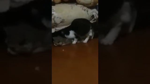 Сношение кошек,поведение кошечки после) смотреть онлайн