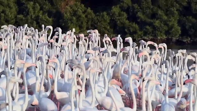 Dubai Video: Explore Dubai, 4K Aerial View Of Dubai Skyscrapers And Lakes | Love Lake Dubai