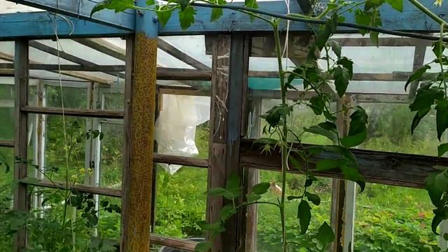 Какие сорта огурцов и помидоров в этом году у меня выжили? смотреть онлайн