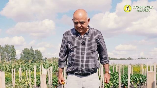 ГНОМ В ОГОРОДЕ – Маленькие Раннеспелые Томаты в Открытом Грунте смотреть онлайн