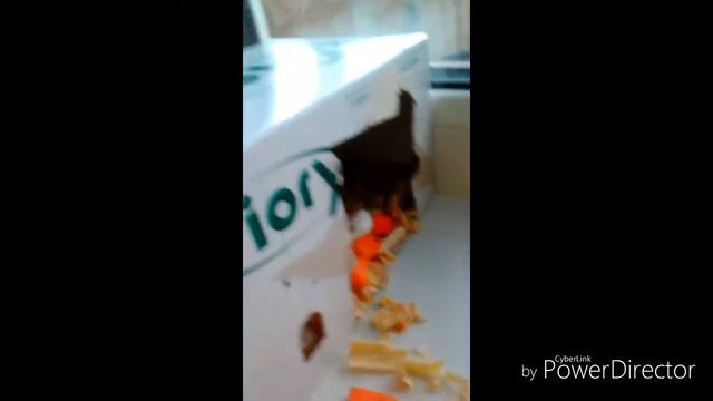 Джунгарские хомяки/уход и содержание|чем кормить? смотреть онлайн