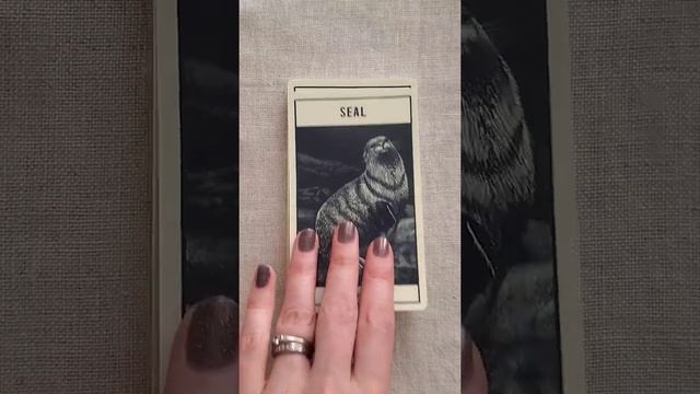 Untamed Spirit: Animal Oracle Flip Through смотреть онлайн