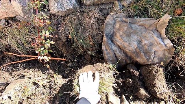 Укрытие винограда на зиму