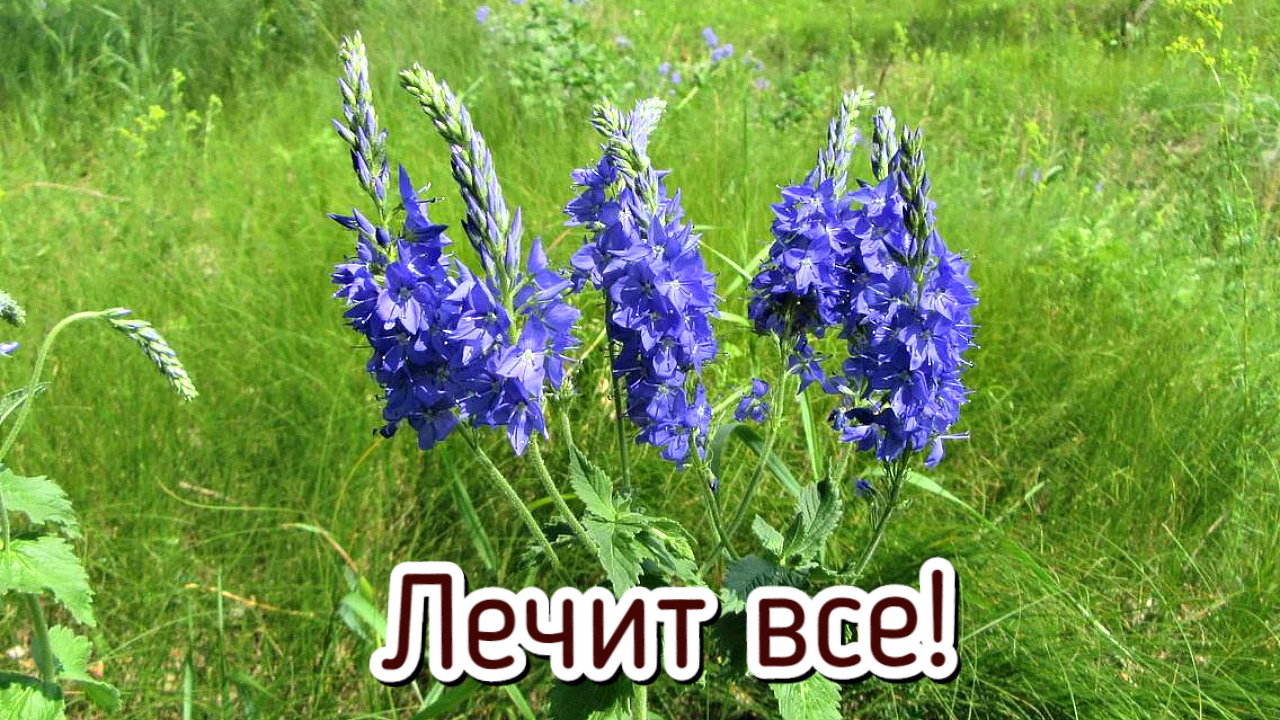 Соберите на поле в июне эту траву от 99 болезней! Какие целебные травы собирать в июне. смотреть онлайн