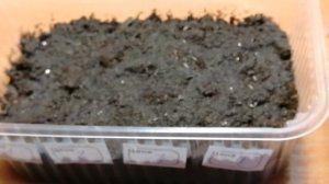 Посев семян статицы на рассаду. Посев семян статицы. Часть 1