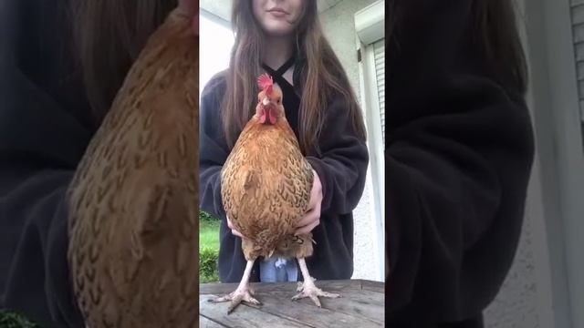 Две курочки)) смотреть онлайн