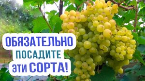 Обзор сортов винограда БЧЗ, Кремовый, Карамелька, Алешенькин. Лучшие сорта винограда для Сибири