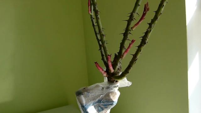 Еще новый способ сохранения саженца розы до посадки. смотреть онлайн