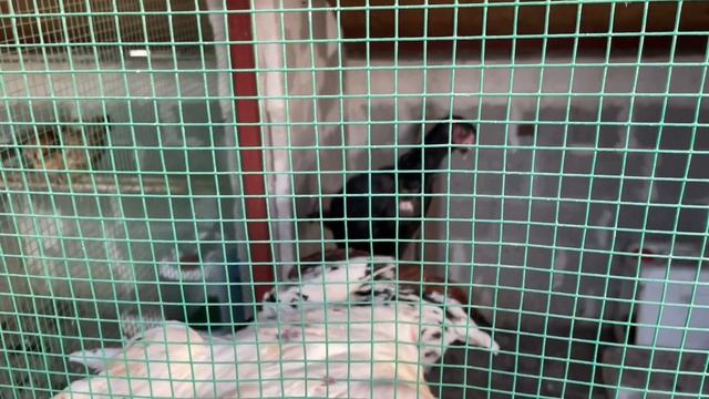 Damdaki Tavukçudan Hint Horozu Aldık Her Yer Hint Olmuş смотреть онлайн