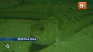 10 самых опасных животных России