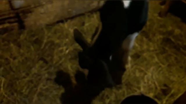 На Урале идет обработка скота КРС и МРС. Красавчику один месяц! смотреть онлайн